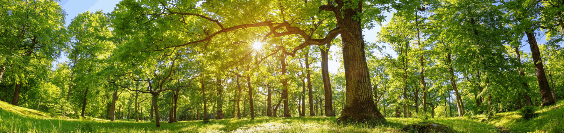 Toppbild - Resultat & statistik